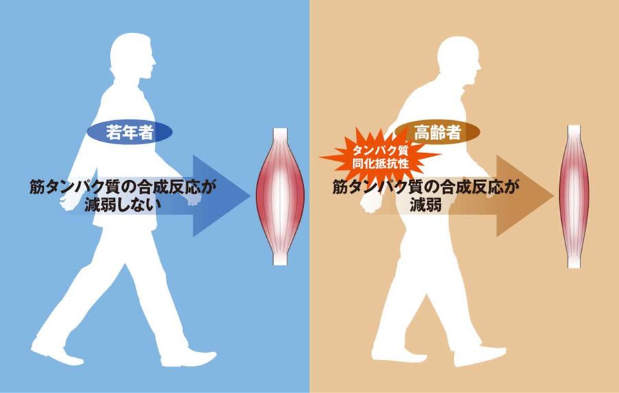 タンパク質同化抵抗性の法則