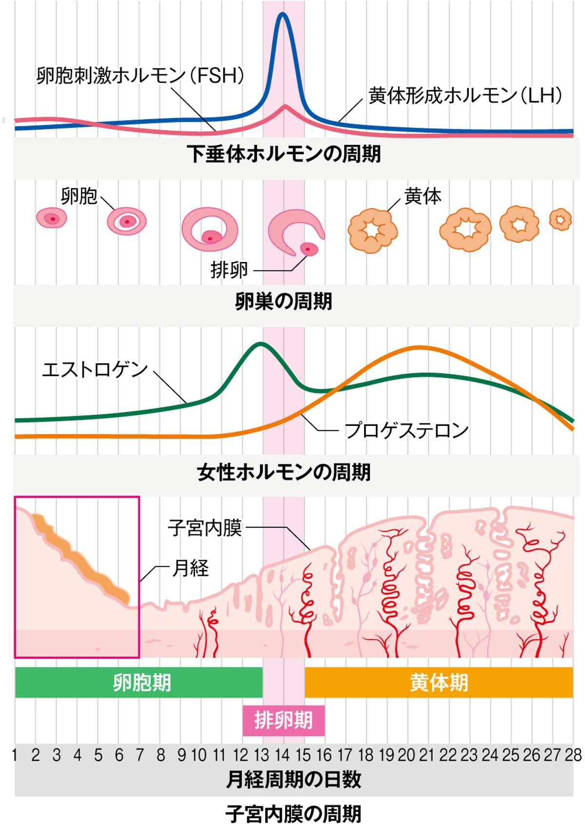 図1 月経周期とホルモンの変化
