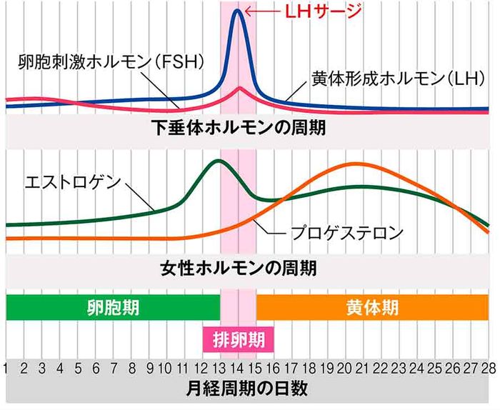 図 月経周期(28日周期)におけるホルモンの変化