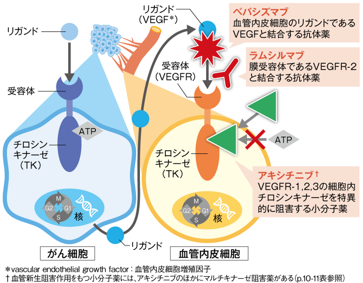 血管新生阻害薬の画像