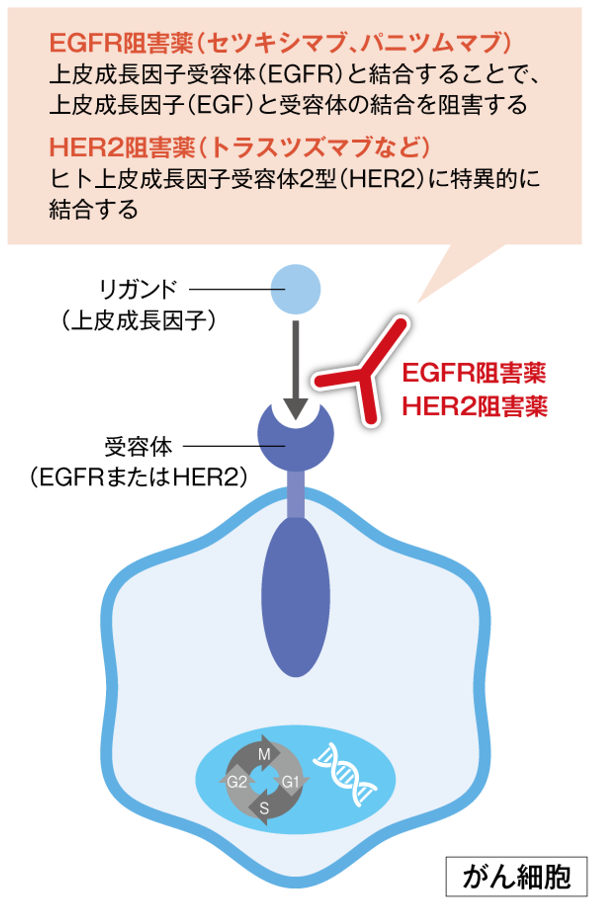 抗EGFR抗体薬、抗HER2抗体薬の画像
