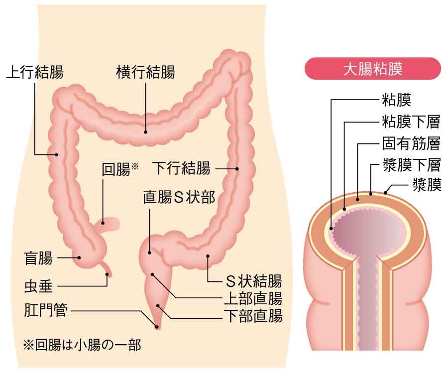 図2 大腸の図の画像