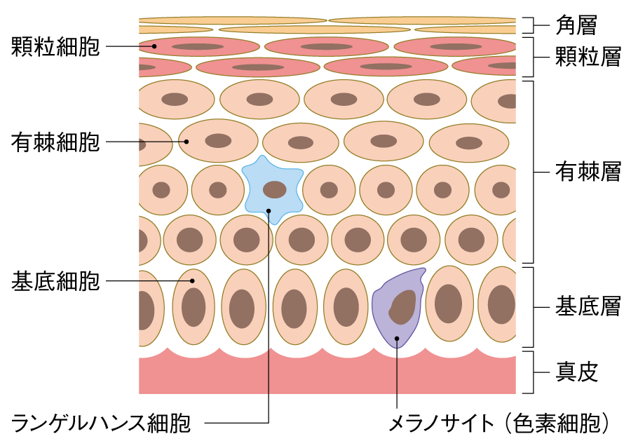 図1 表皮の構造と細胞の画像