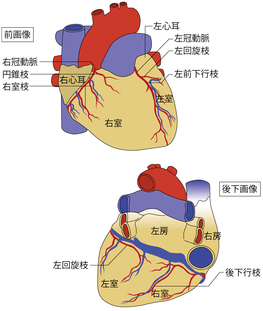 図1 冠動脈の画像