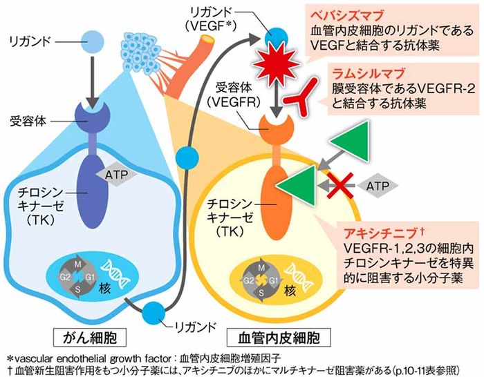 血管新生阻害薬の画像