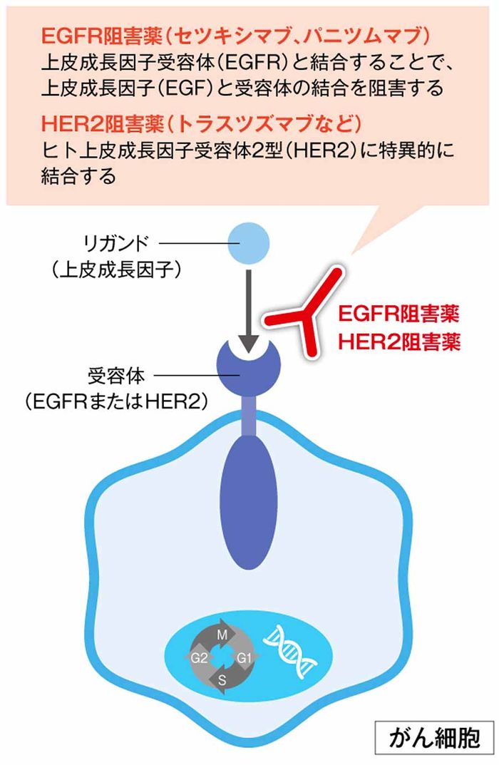 抗EGFR抗体薬、抗HER2抗体薬の画像