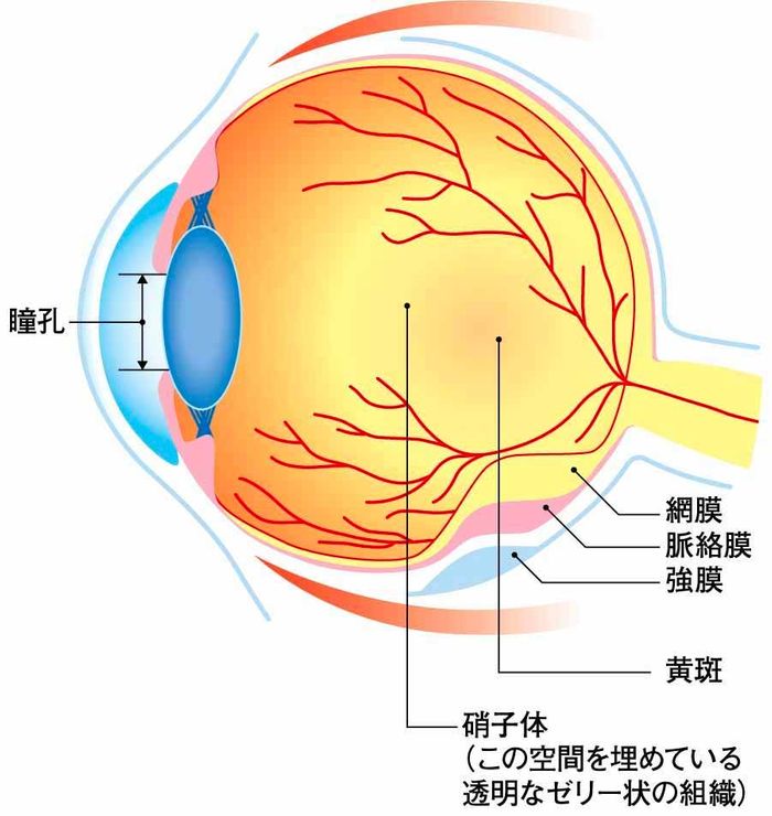 図1 主要5部位病期別生存率の画像
