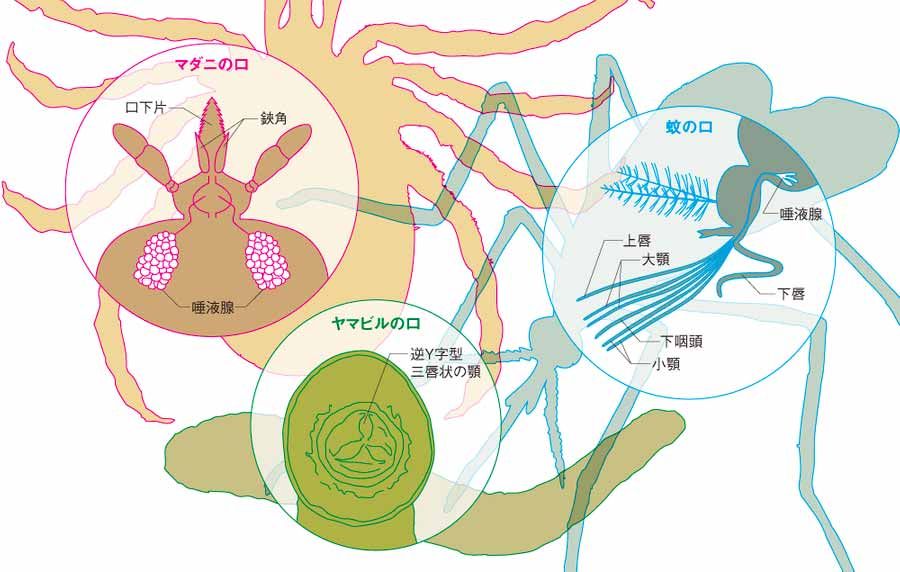 吸血の法則の画像