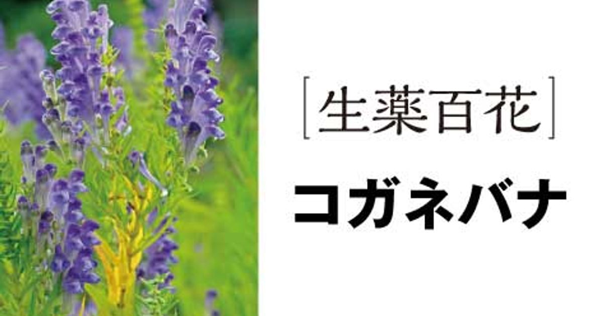 コガネバナ 生薬と漢方処方 ファーマスタイル M3 Com