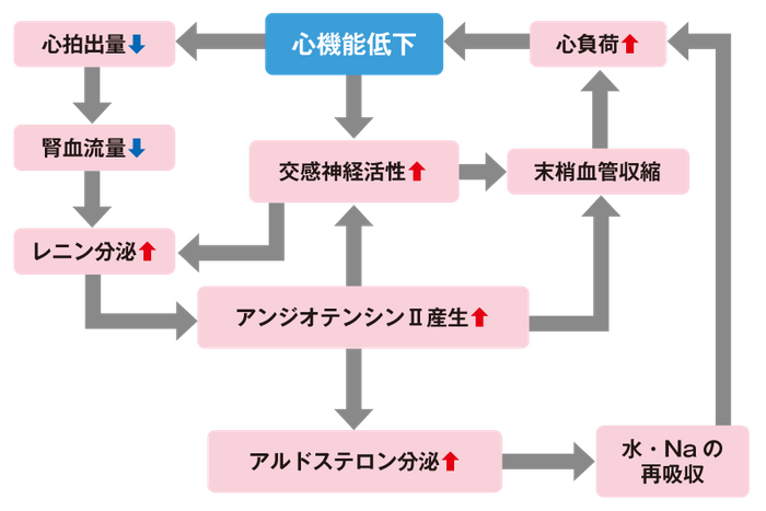 心不全の進展経路の画像