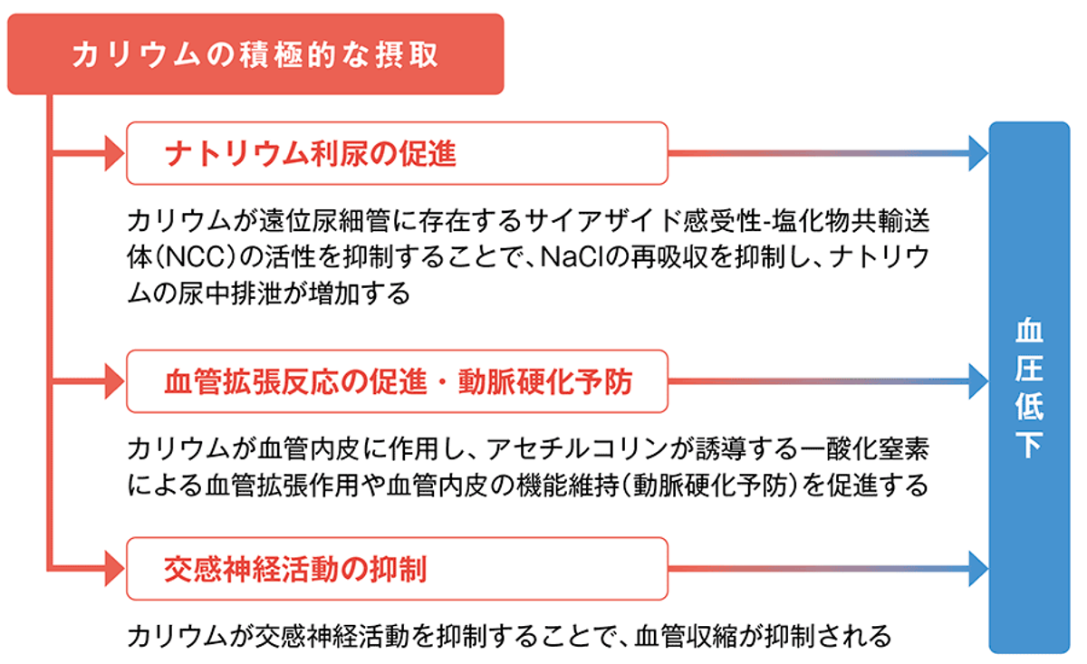カリウムの摂取が血圧に及ぼす効果の画像