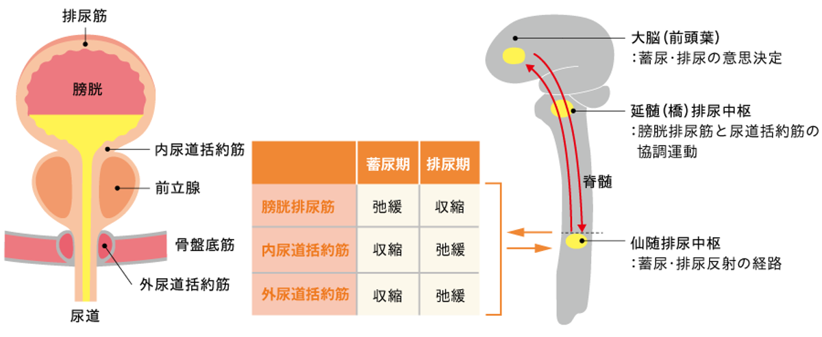男性の下部尿路の構造と中枢神経との関係の画像