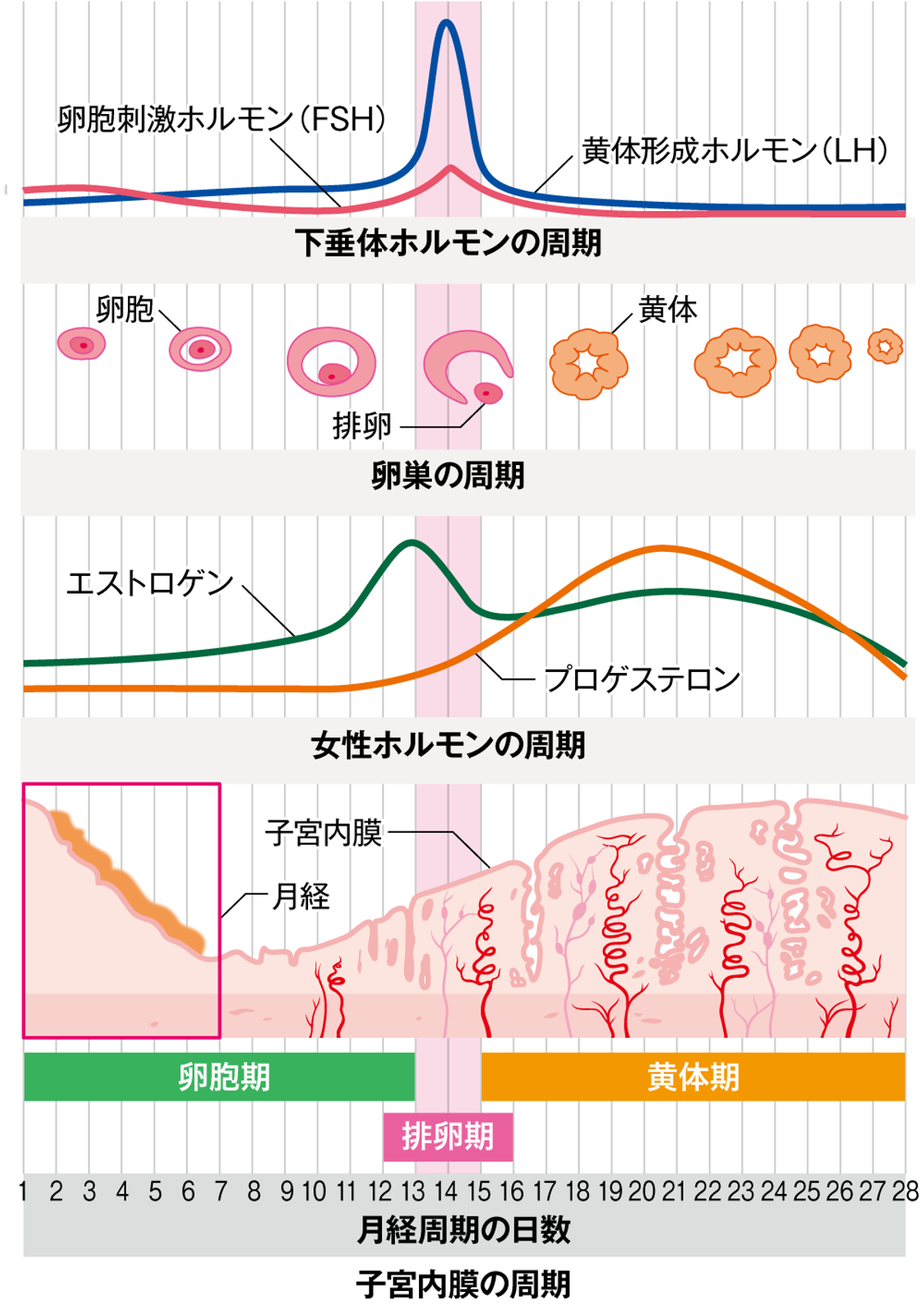 図1 月経周期とホルモンの変化