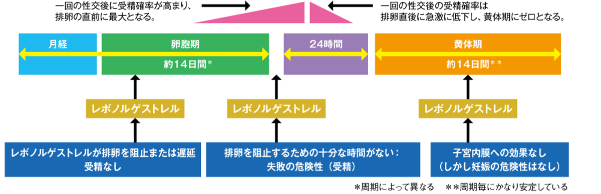 図2 レボノルゲストレルを服用するタイミングと作用の違い