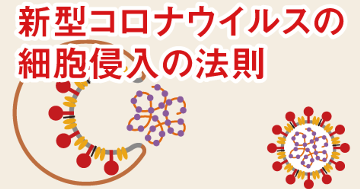 新型コロナウイルスが増殖する仕組みとは ファーマスタイル M3 Com